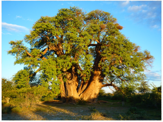 The demise of the Tree of Life