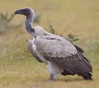 African-white-Backed Vulture (Gyps africanus)