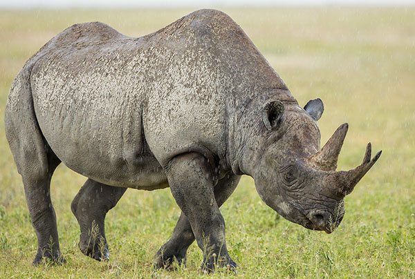 The Plight of the Rhino