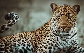 I love Leopards they sure are elusive!!