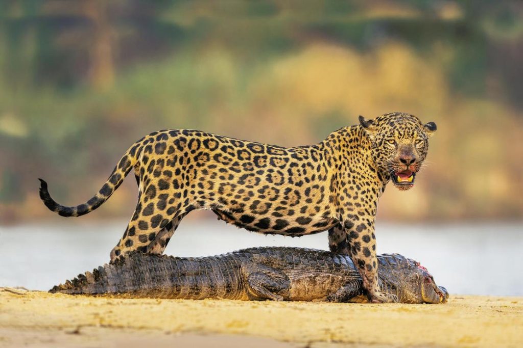 A mystery to solve about Jaguar vs Crocodiles!