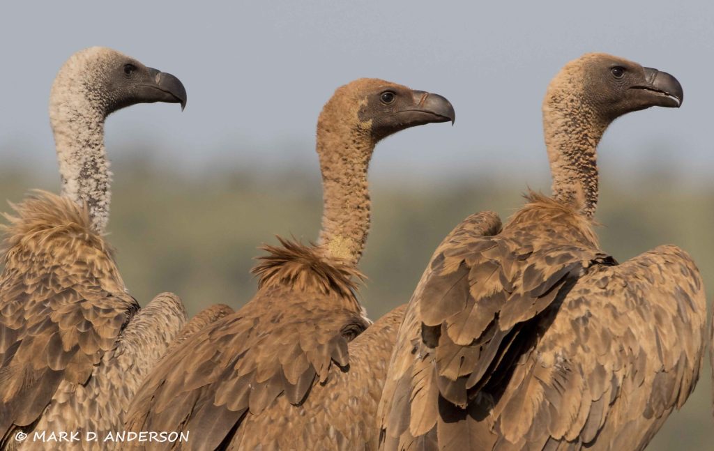 Celebrating World Vulture Day: Guardians of Ecosystems