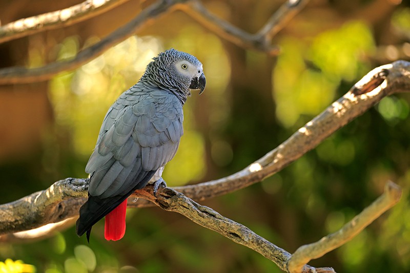 “The Einstein of the Bird World.”