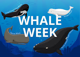 It’s a whale thing!, Happy World Whale Day!