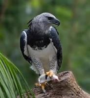 The Harpy Eagle !