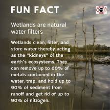Happy World Wetlands Day!????