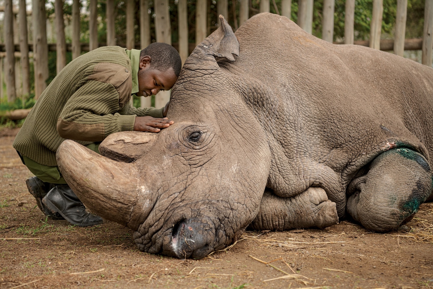 Definitely on the brink of Extinction ?: Northern Rhinos