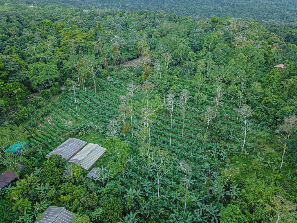 Syntropic Agriculture